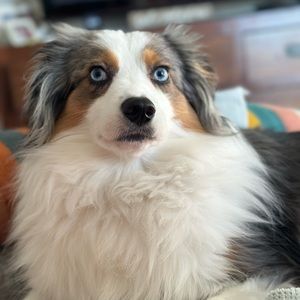 Meet your Posher, Brooks